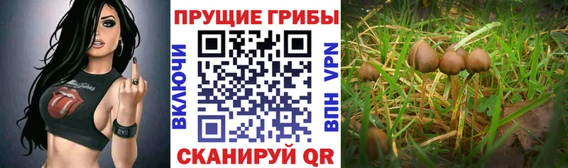 Псилоцибиновые грибы Psilocybe  Горно-Алтайск 